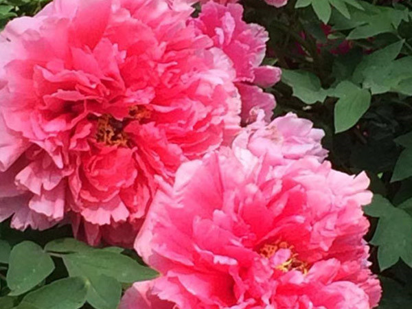 四月目光齊聚洛陽，牡丹花會驚艷開幕