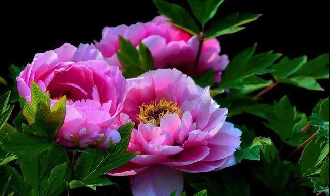 【“豫”見(jiàn)高端 “洛”賞牡丹】您有一封來(lái)自凌宇汽車的邀請(qǐng)函，請(qǐng)查收！