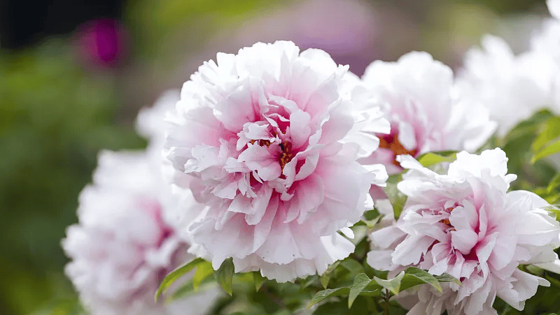 牡丹綻妍 譜寫(xiě)新篇——中集攪拌邀您游洛陽(yáng)，賞牡丹，品樣車，觀產(chǎn)線